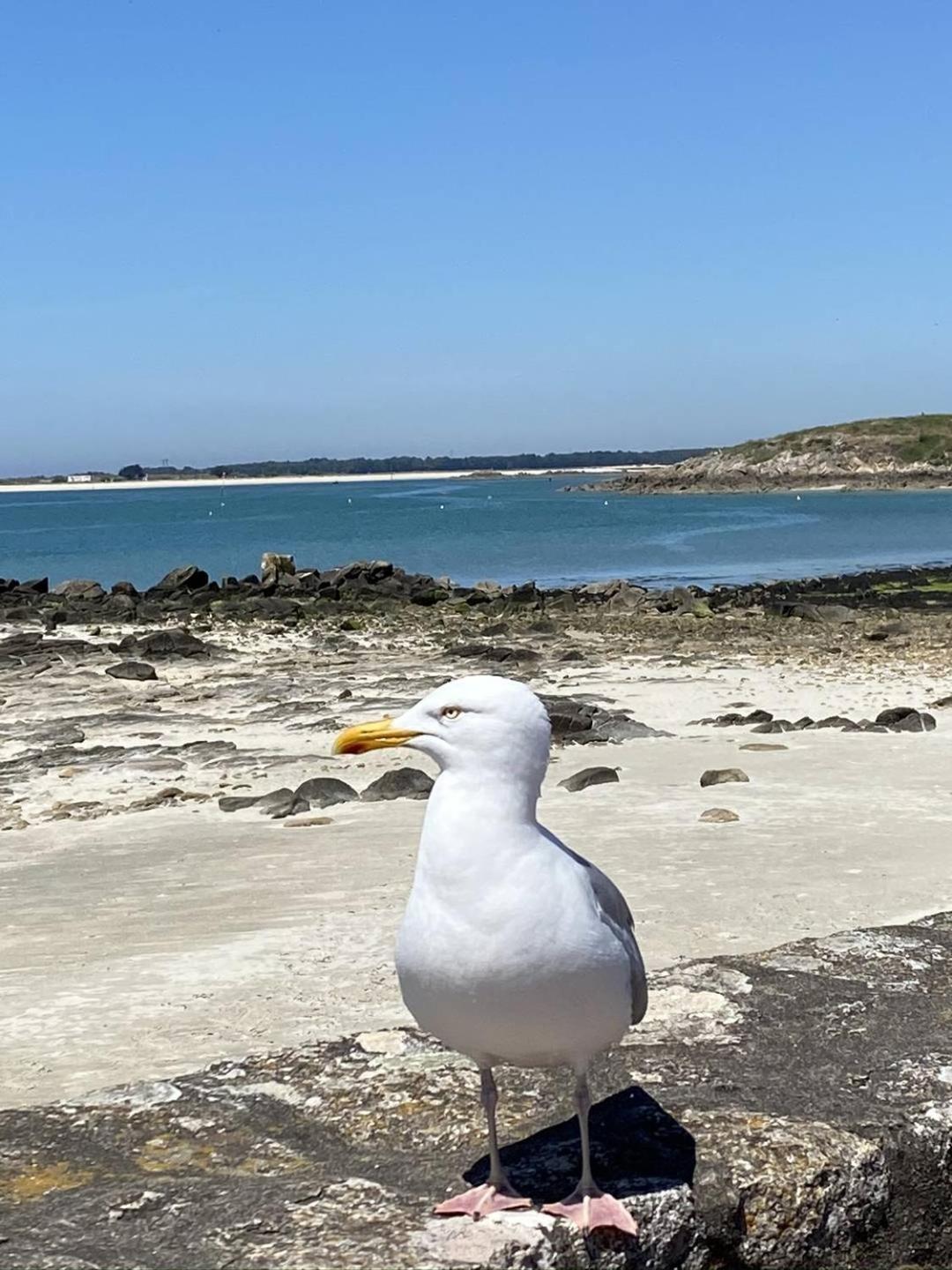 Confortable Studio, Wifi, Parking, Proche Plage Carnac Bagian luar foto